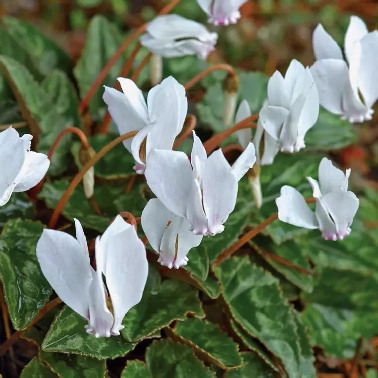 Cyclamen Hederifolium Album de Jager
